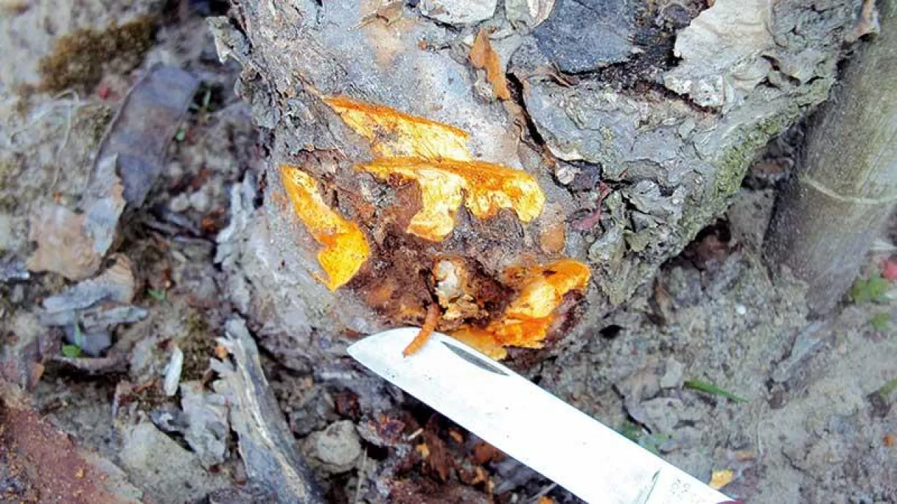 Zwójka koróweczka czy przeziernik jabłoniowy