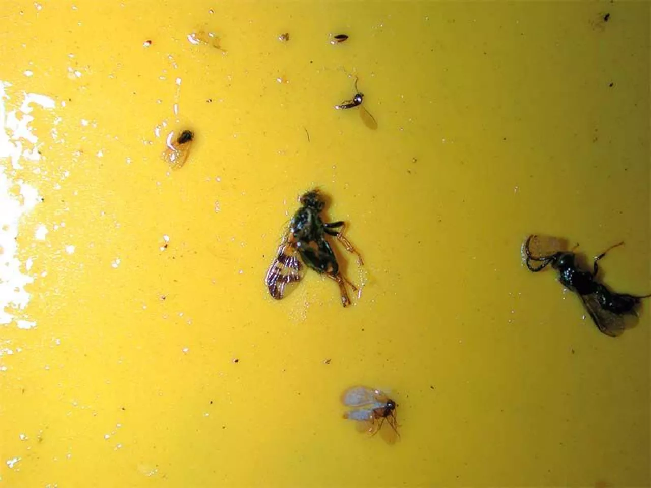 Nasionnice - problemy w ich zwalczaniu