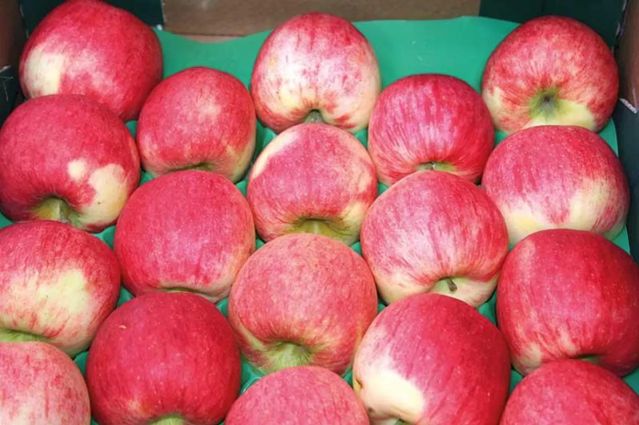 W dąbrowickim sadzie