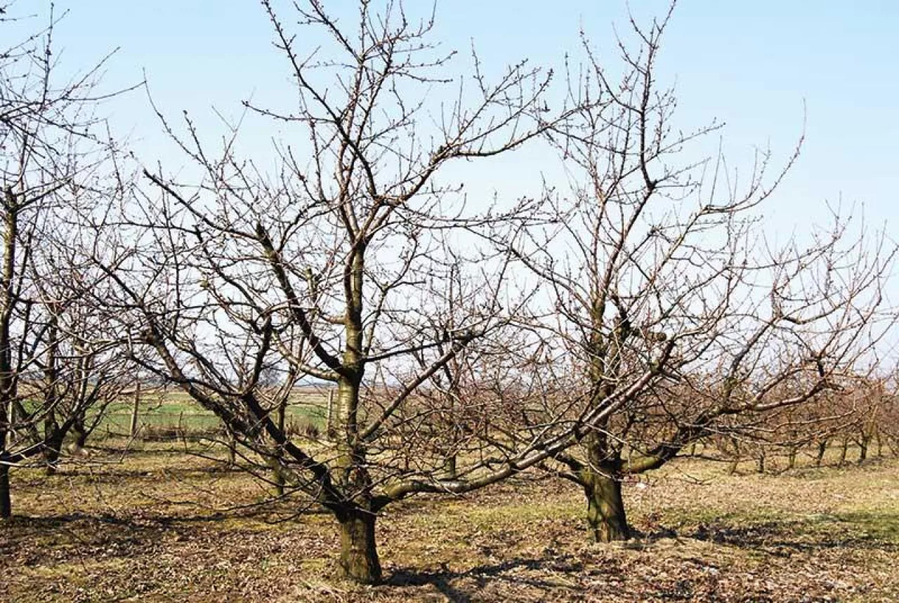 Podkładki do intensywnych sadów czereśniowych