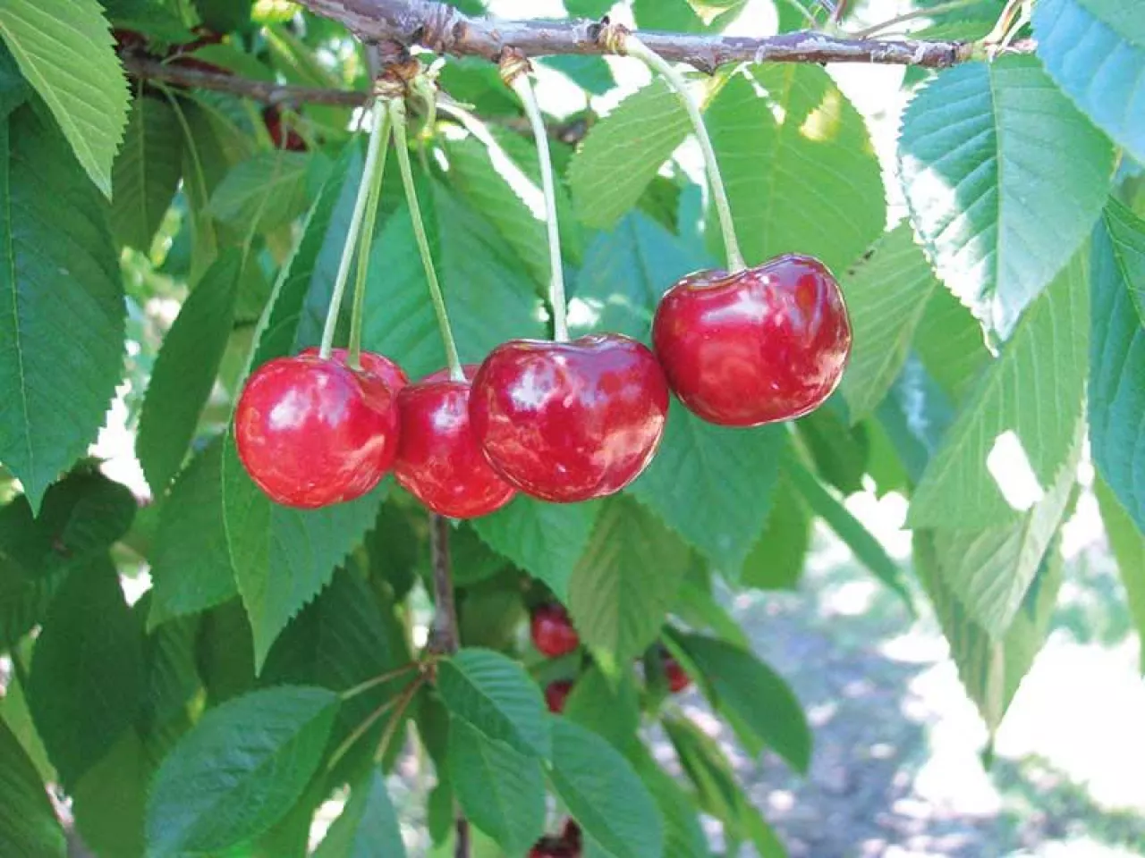 Perspektywiczne odmiany czereśni