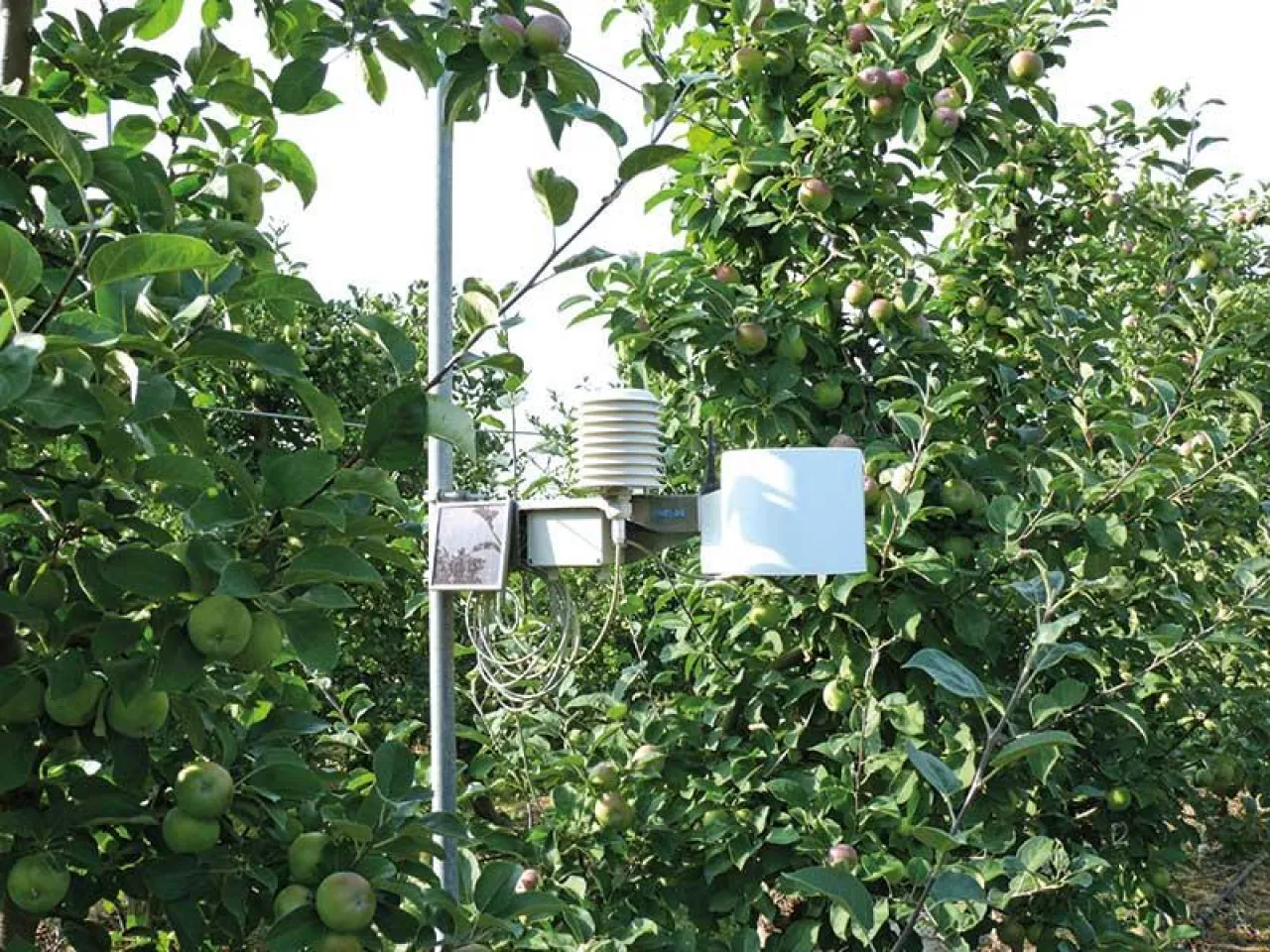 Ochronić przed przymrozkiem