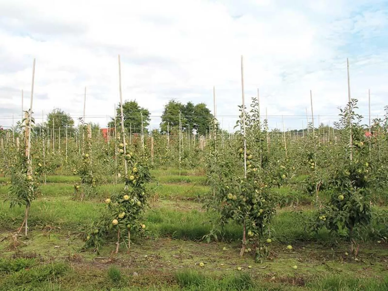 Problemy produkcyjne (nie tylko) w Południowym Tyrolu