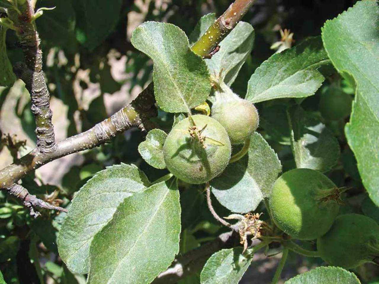 Zwalczanie przędziorków i szpecieli w integrowanej ochronie