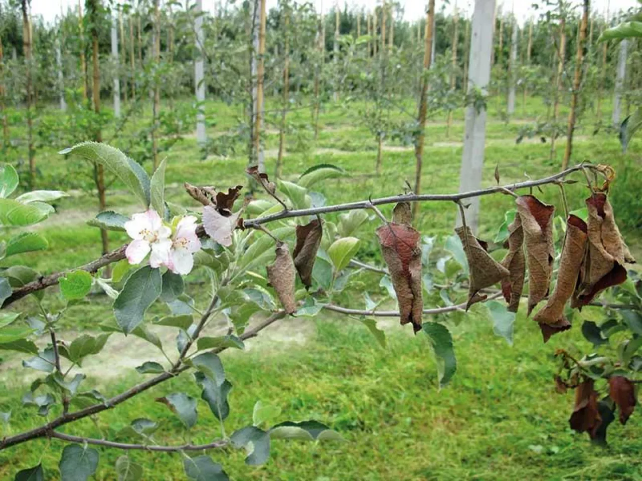 Zaraza ogniowa – próba podsumowania sezonu