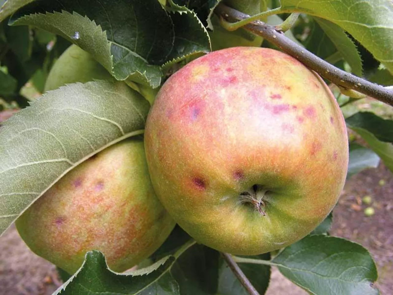 Co zagraża jabłkom podczas przechowywania