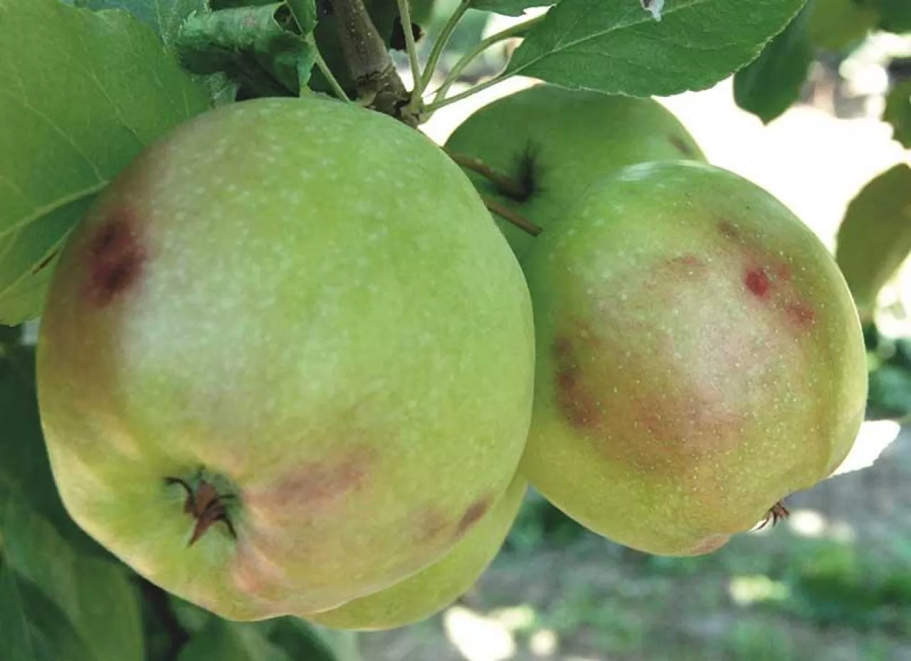 Problemy z utrzymaniem jakości przechowywanych owoców