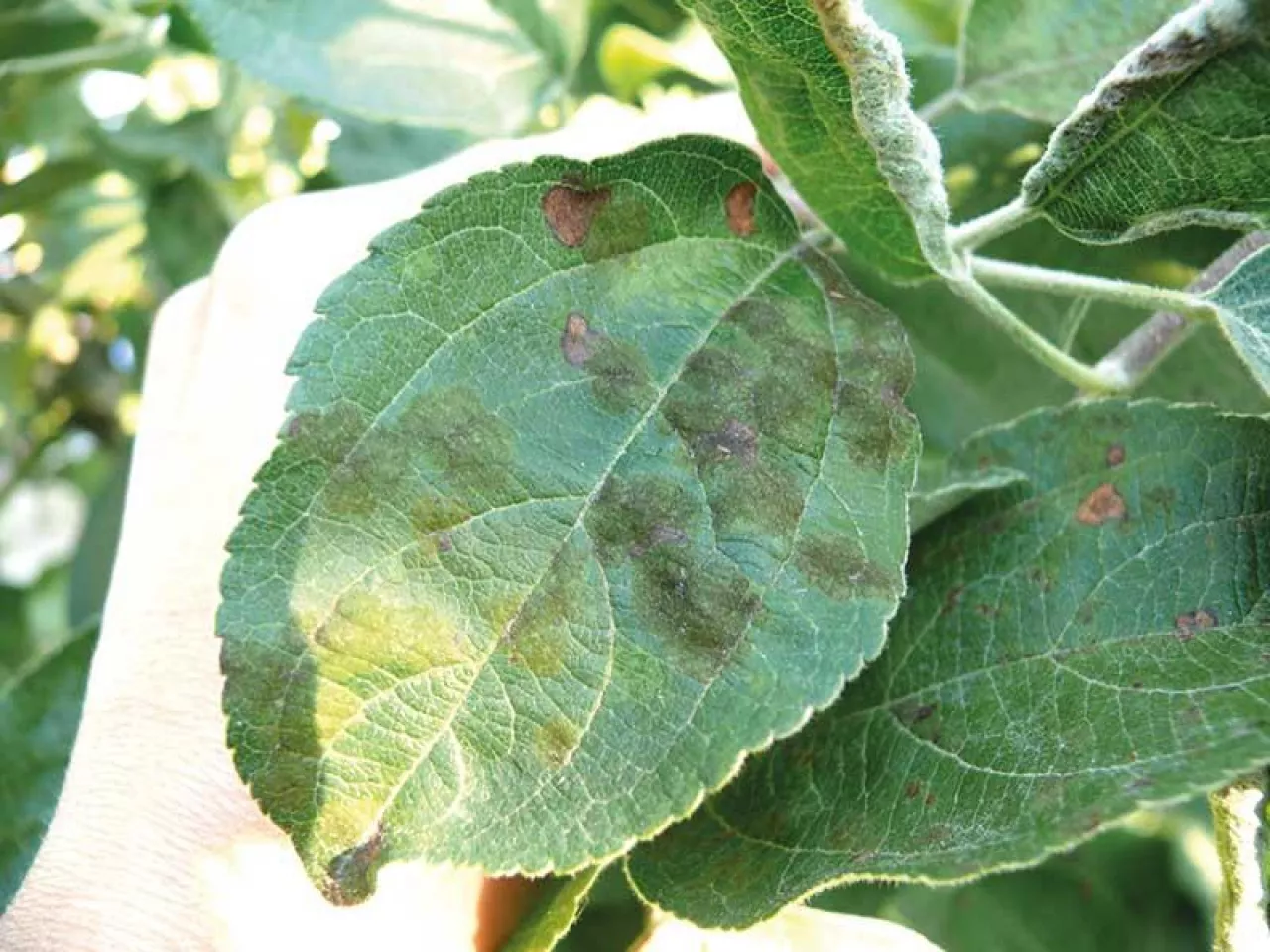 Teoria i praktyka w ochronie sadów jabłoniowych