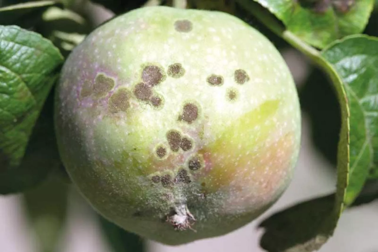 Parch jabłoni – podsumowanie ostatniego sezonu