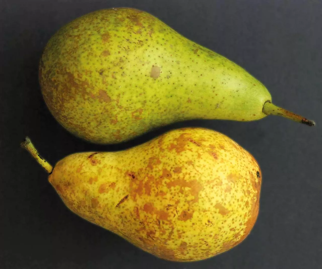 Barwa gruszek przechowywanych w temperaturze –05°C i 3°C