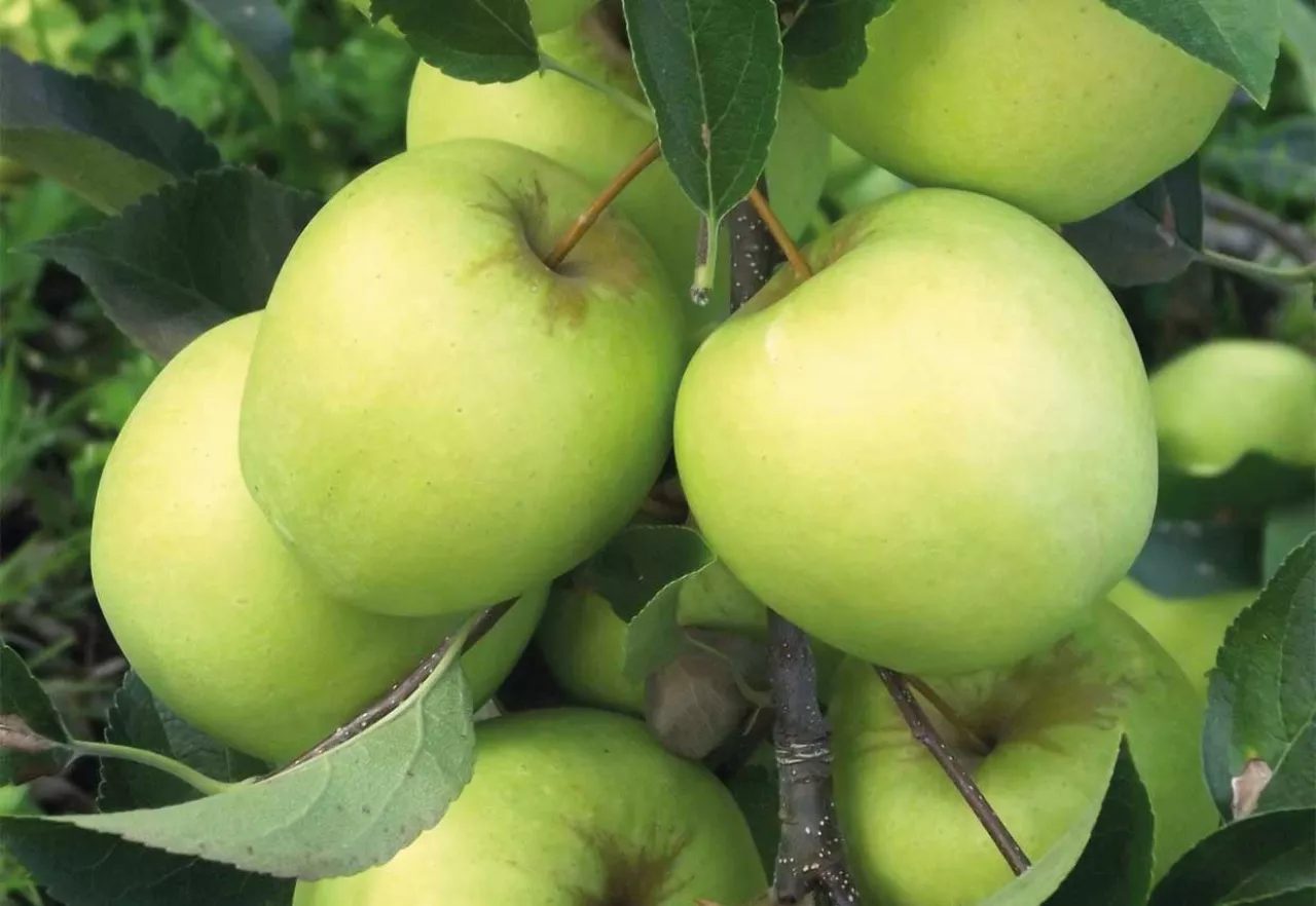 Dokarmianie ziarnkowych przed zbiorami