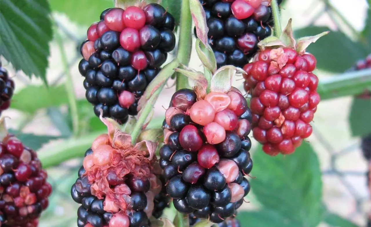 Roztocze (cz. II). Szkodniki krzewów owocowych i truskawek