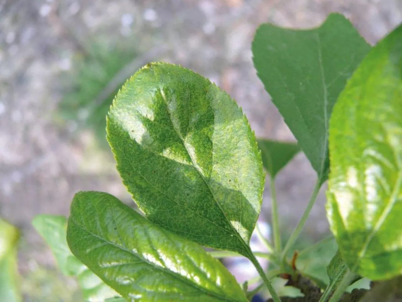 Roztocze (cz. I). Szkodniki drzew owocowych