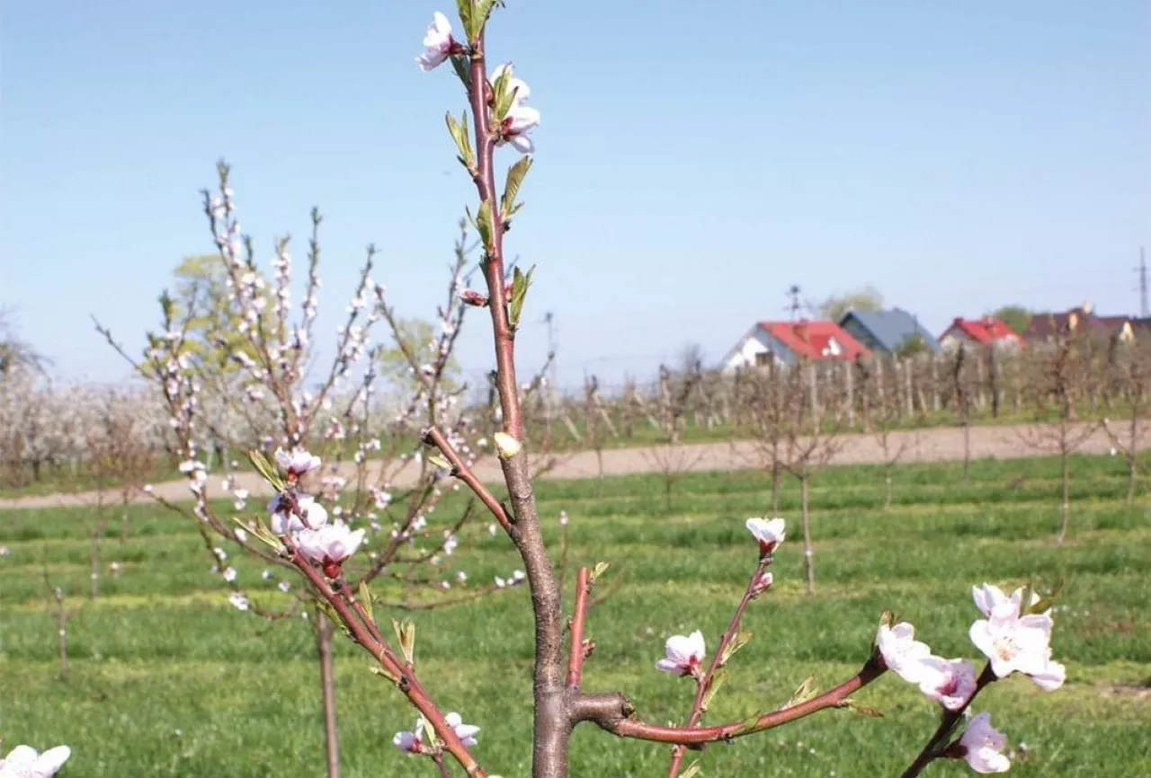 Znaczenie cięcia brzoskwiń i moreli dla jakości owoców