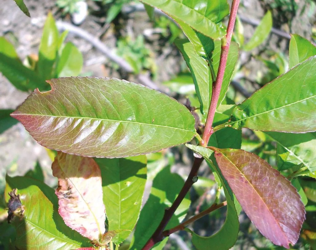 Nawożenie brzoskwini i moreli