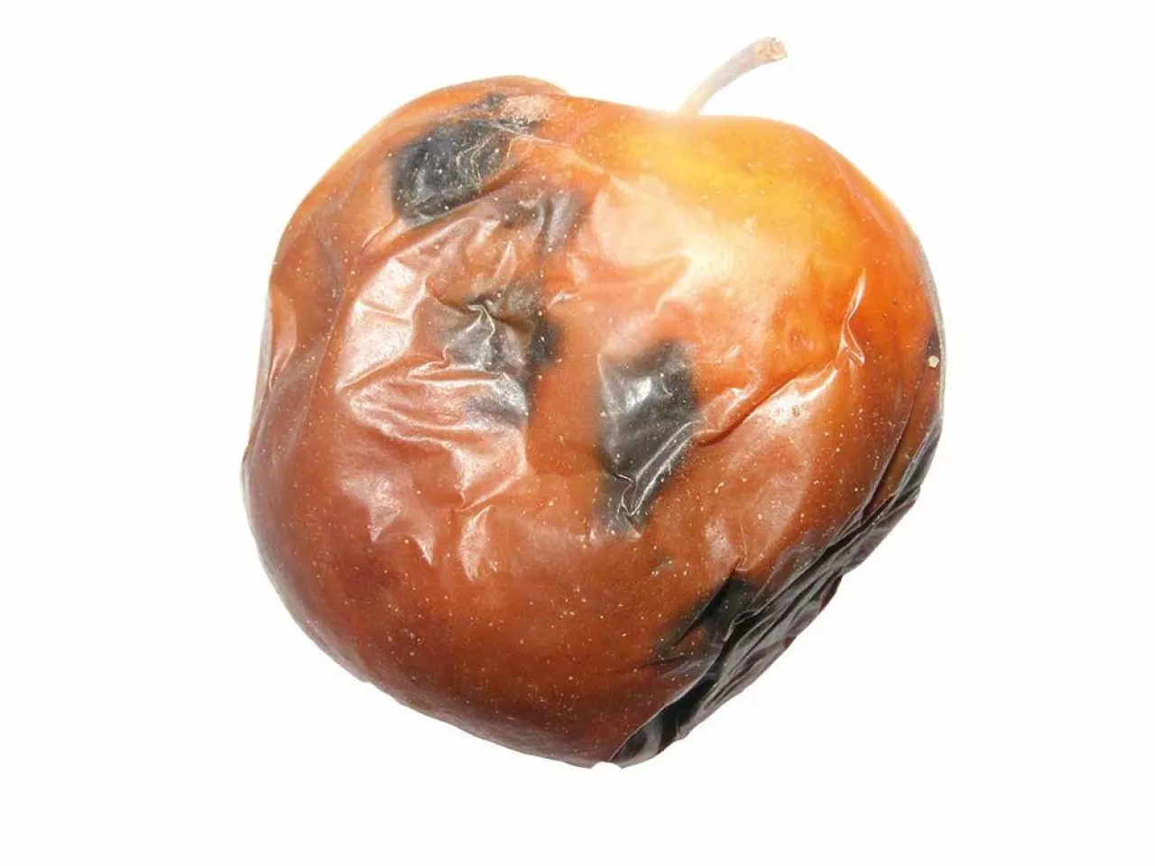 Jabłko po przechowywaniu porażone przez grzyb z rodzaju Alternaria spp