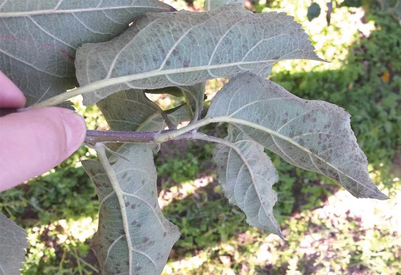 Porażenie liści jabłoni przez V. inaequalis decyduje o potencjale infekcyjnym na rok następny