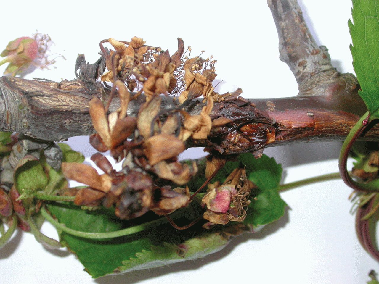 Objawy raka bakteryjnego na kwiatach czereśni…