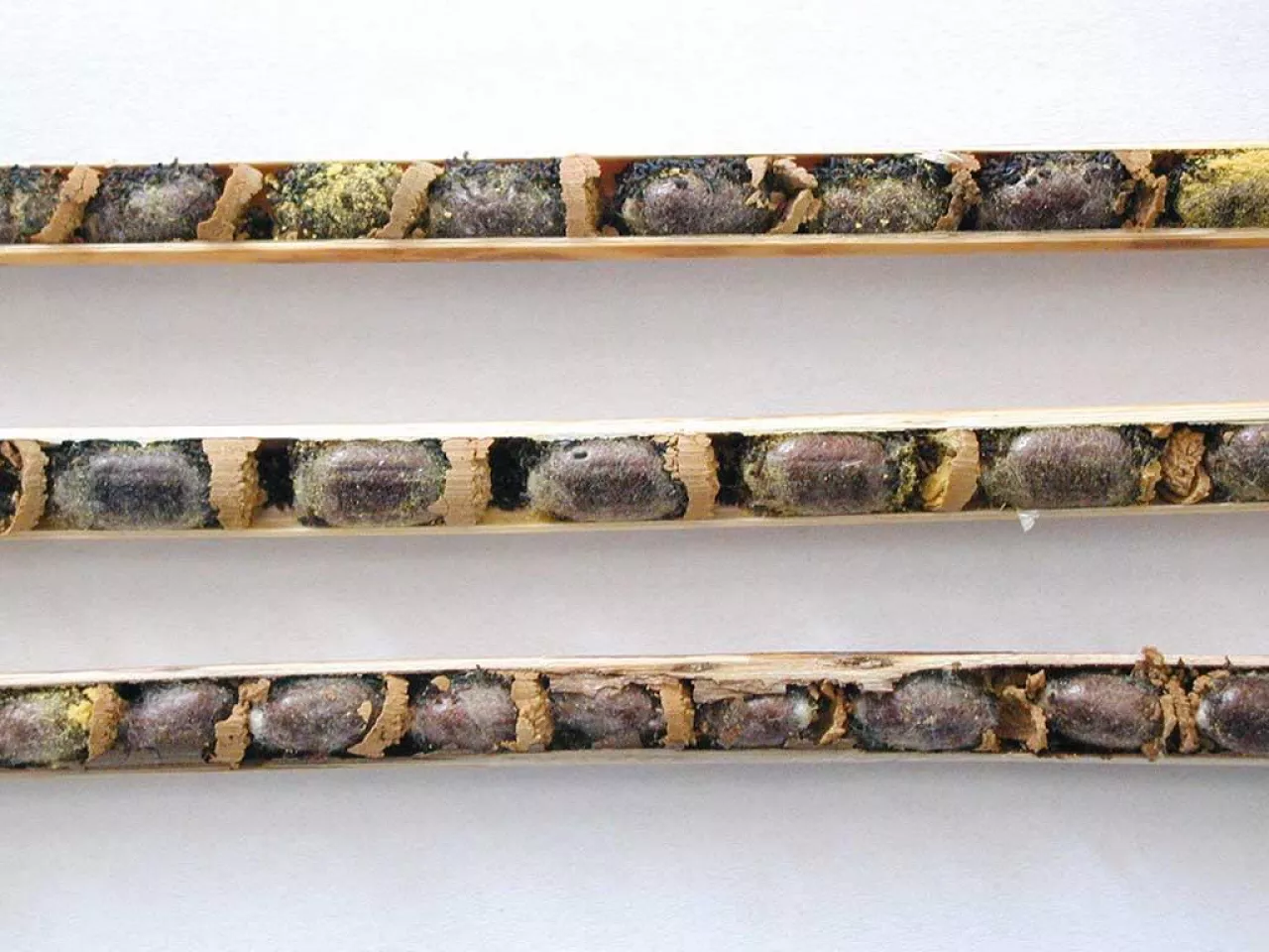 Zdrowe kokony murarki trzcinowej w gniazdach