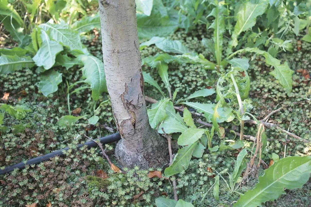 Objawy zgnilizny pierścieniowej podstawy pnia na jabłoni