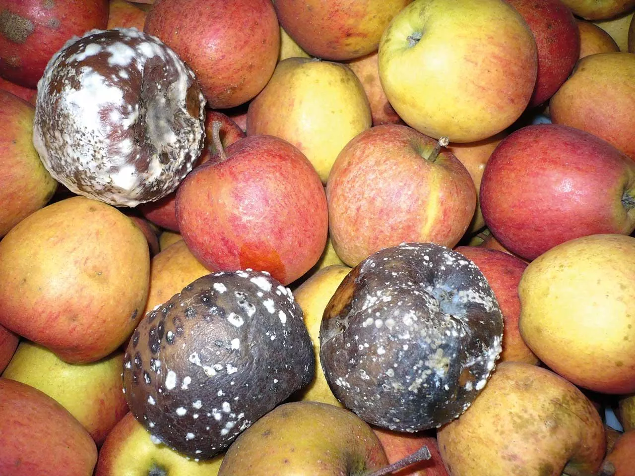 Ochrona jabłek i gruszek przed chorobami pochodzenia grzybowego