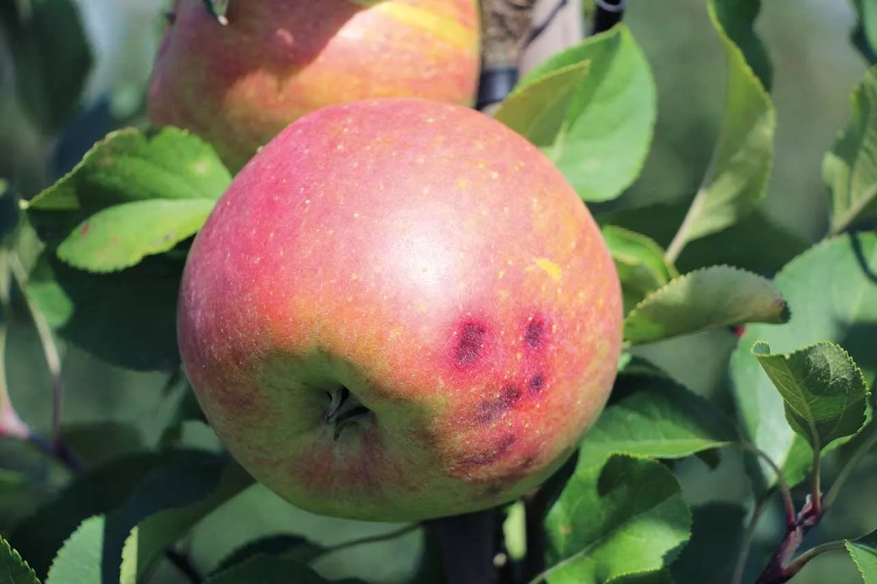 Dokarmianie dolistne jabłoni przed zbiorami i po nich