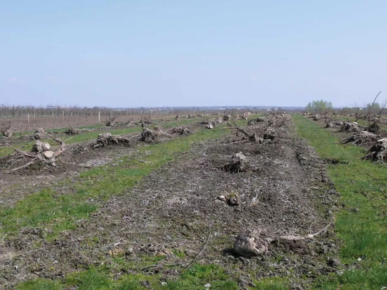 Przygotowanie kwatery do sadzenia drzewek