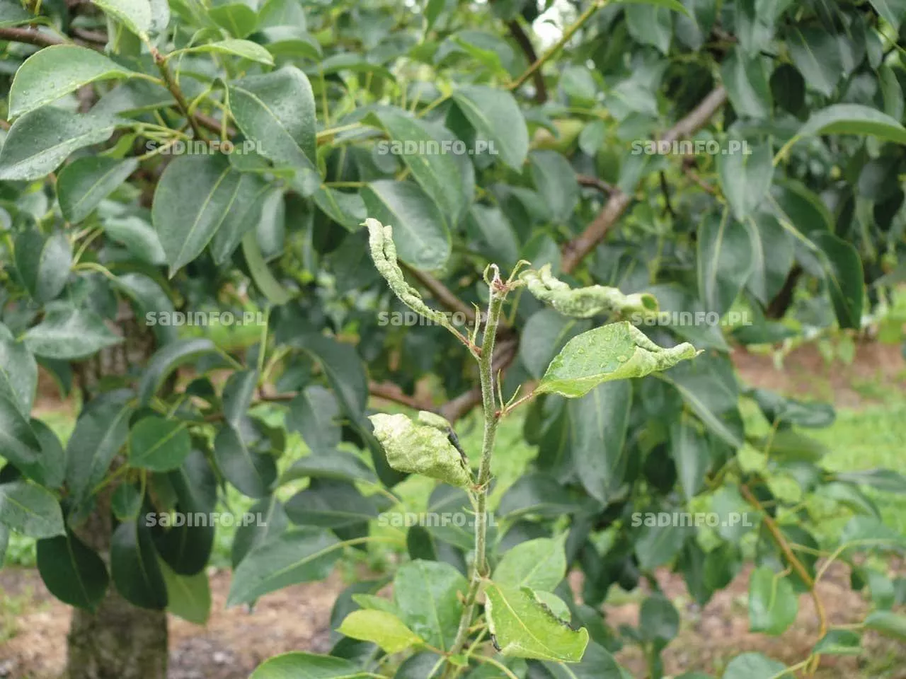 Objaw żerowania pryszczarka na gruszy