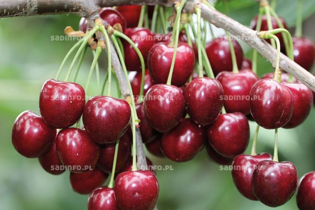 ‘Kordia‘ – najbardziej znana czereśnia z Holovousów otrzymana w 1968 r