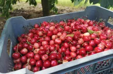 zniszczone czereśnie