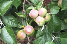 Gdy zawiązki owocowe na jabłoniach osiągną wielkość orzecha włoskiego praktycznie ustają podziały komórkowe