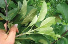 Objawy żerowania pordzewiacza jabłoniowego na liściach jabłoni