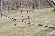 FOT. 1. Wyraźna dominacja ”wilków” nad pozostałymi pędami, wyrosły one pod ostrym kątem, a pozostawione na rok przyszły, uniemożliwią rozwój pędów owocujących