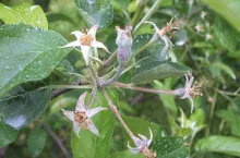 Najpierw opadają kwiaty niezapłodnione