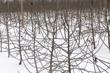 Drzewka jabłoni odmiany ‘Red Jonaprince‘ na podkladce‘M.9‘ po zastosowaniu preparatu Fertiactyl Starter w pierwszym roku po posadzeniu