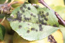 Objawy parcha późnego na liściach