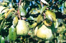 Zanieczyszczenia owoców i liści wydzieliną larw miodówki gruszowej plamistej