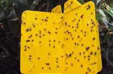 Monitoring aktywności szkodników przez obserwację odłowów na pułapkach lepowych