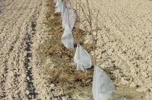 Niewłaściwe nawożenie nowo posadzonych drzewek obornikiem który jest zbyt blisko pnia