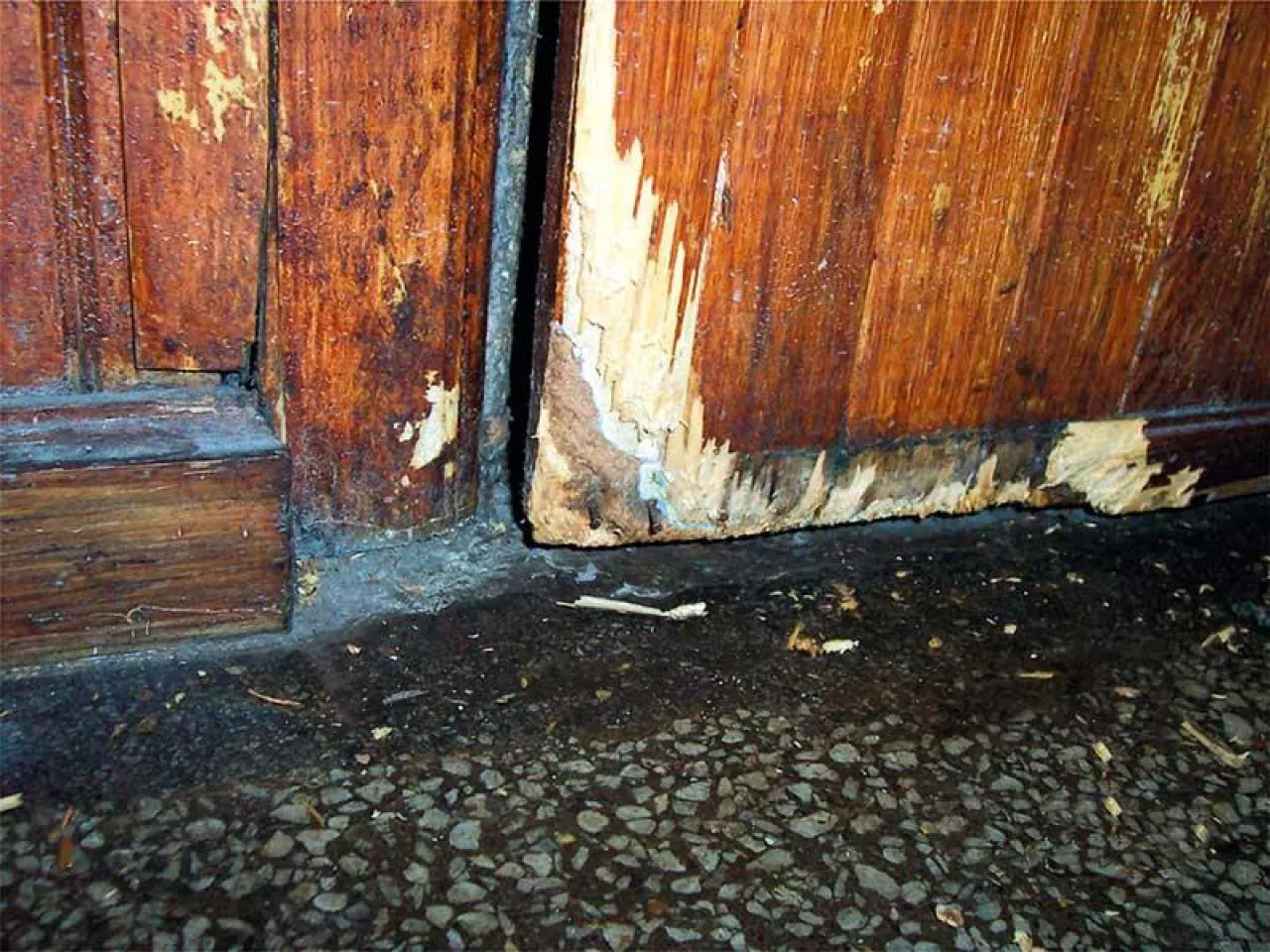 Uszkodzone przez szczury drzwi drewniane