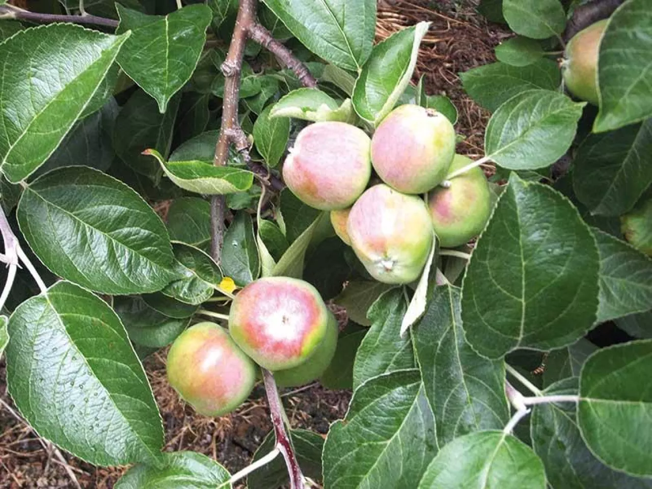 Gdy zawiązki owocowe na jabłoniach osiągną wielkość orzecha włoskiego praktycznie ustają podziały komórkowe