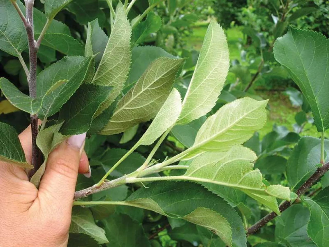 Objawy żerowania pordzewiacza jabłoniowego na liściach jabłoni