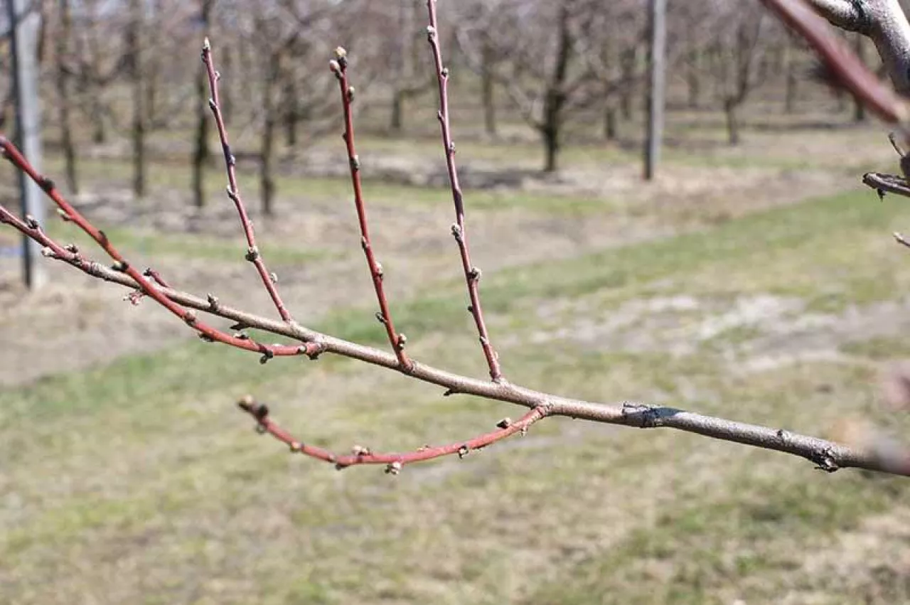 FOT. 1. Wyraźna dominacja ”wilków” nad pozostałymi pędami, wyrosły one pod ostrym kątem, a pozostawione na rok przyszły, uniemożliwią rozwój pędów owocujących