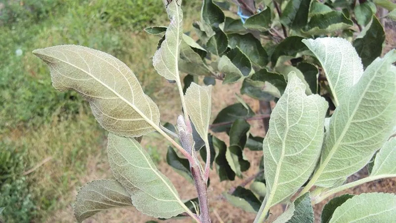 Liście na pędzie jabłoni uszkodzone przez pordzewiacza jabłoniowego