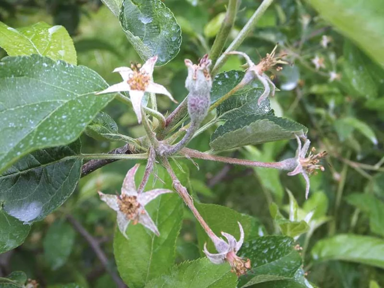 Najpierw opadają kwiaty niezapłodnione