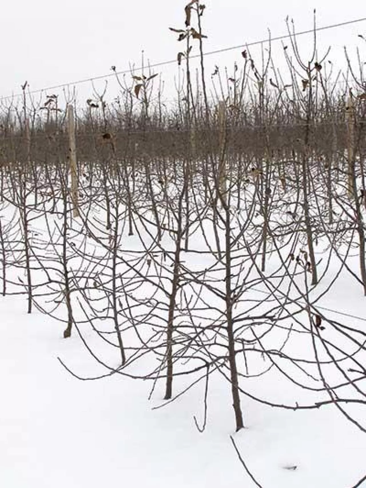Drzewka jabłoni odmiany ‘Red Jonaprince‘ na podkladce‘M.9‘ po zastosowaniu preparatu Fertiactyl Starter w pierwszym roku po posadzeniu