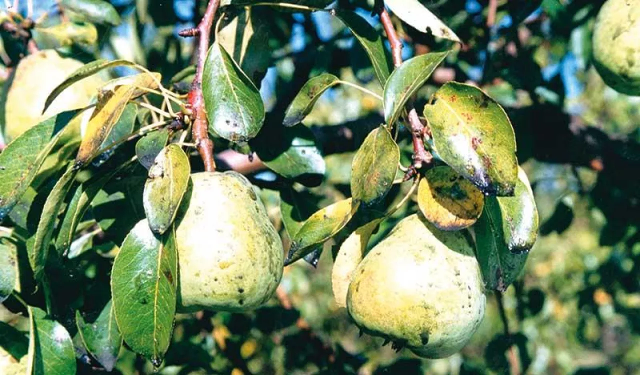 Zanieczyszczenia owoców i liści wydzieliną larw miodówki gruszowej plamistej