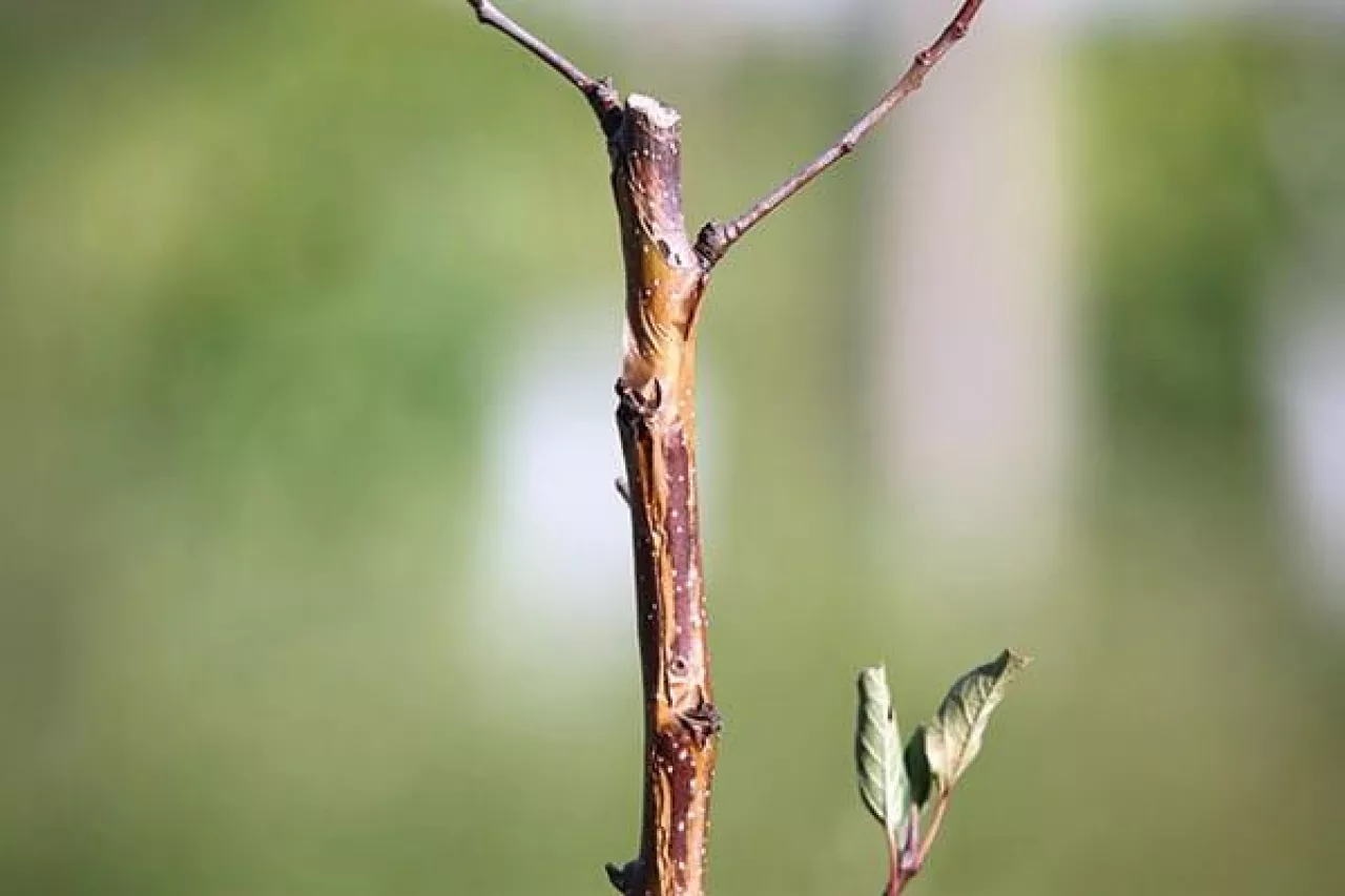 Zgorzel kory na młodym drzewku jabłoni