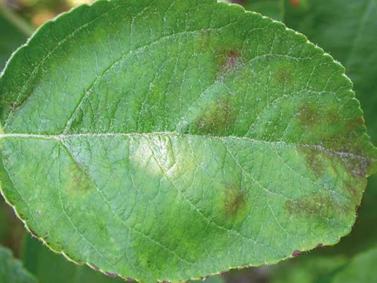 Objawy parcha z infekcji pierwotnych na liściu jabłoni