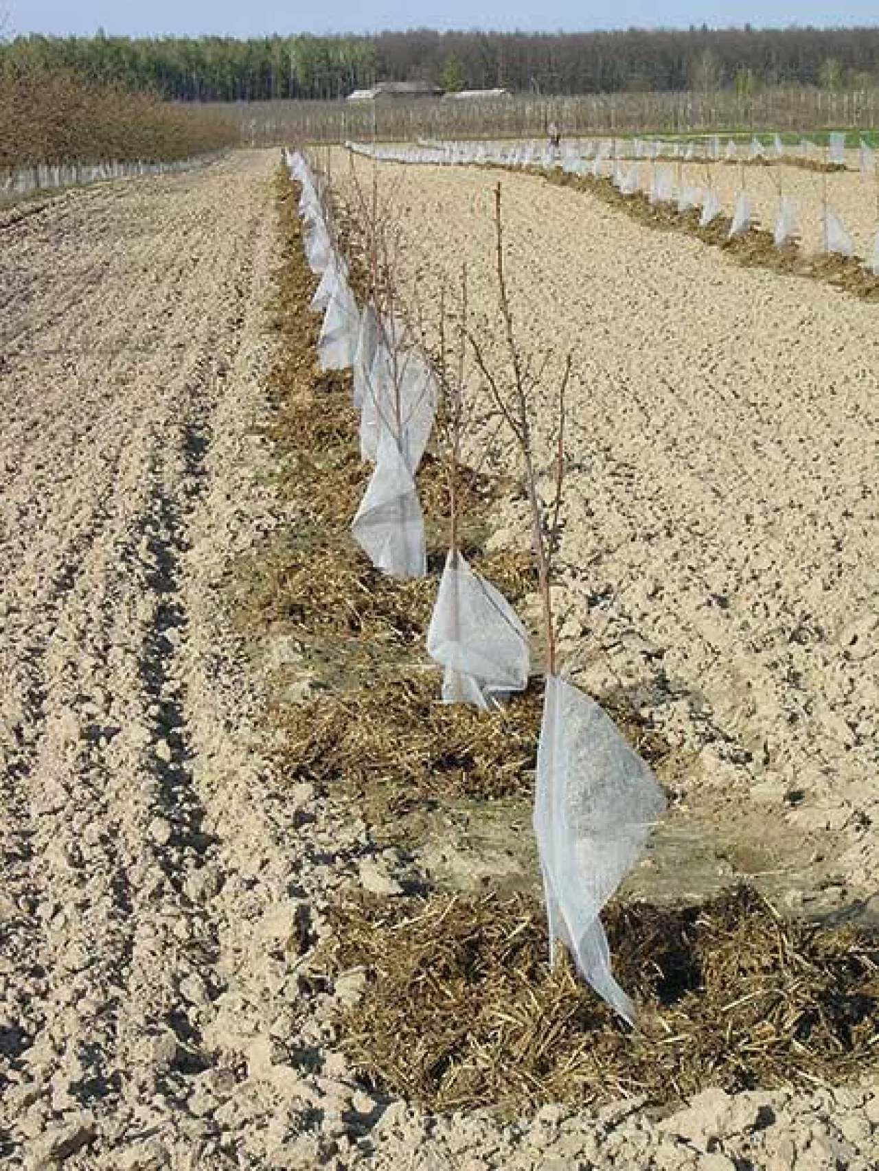 Niewłaściwe nawożenie nowo posadzonych drzewek obornikiem który jest zbyt blisko pnia